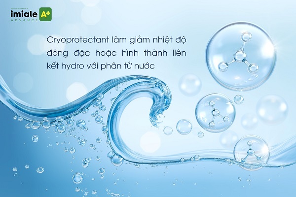 Cryoprotectant - cơ chế