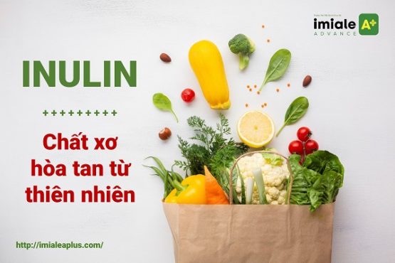 [Tổng quan] Inulin – Chất xơ hòa tan từ thiên nhiên