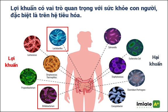 vai-tro-loi-khuan-ung-thu-vai trò-lợi-khuẩn-ung-thư-1